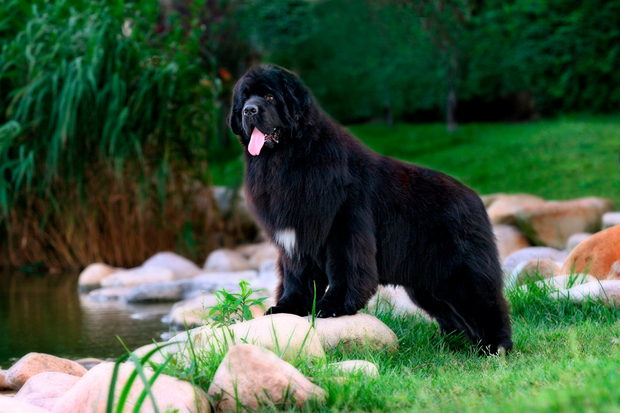 perro Terranova