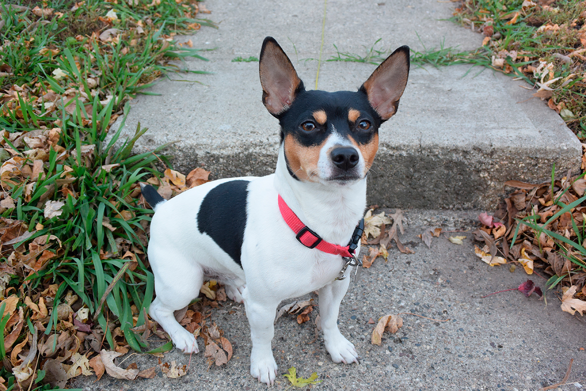 Origen de la raza Teddy Roosevelt Terrier