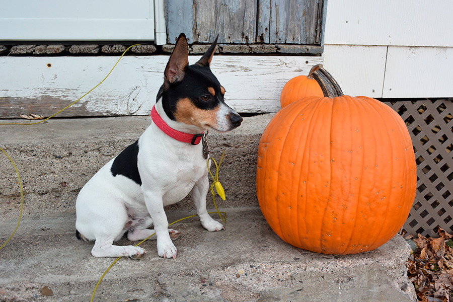 ejemplar de Teddy Roosevelt Terrier