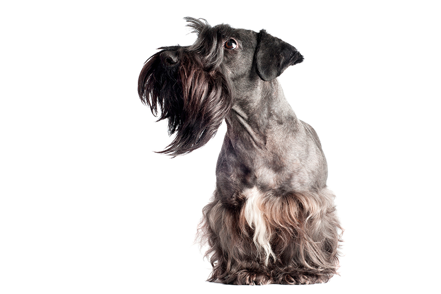 ejemplar de Terrier Checo