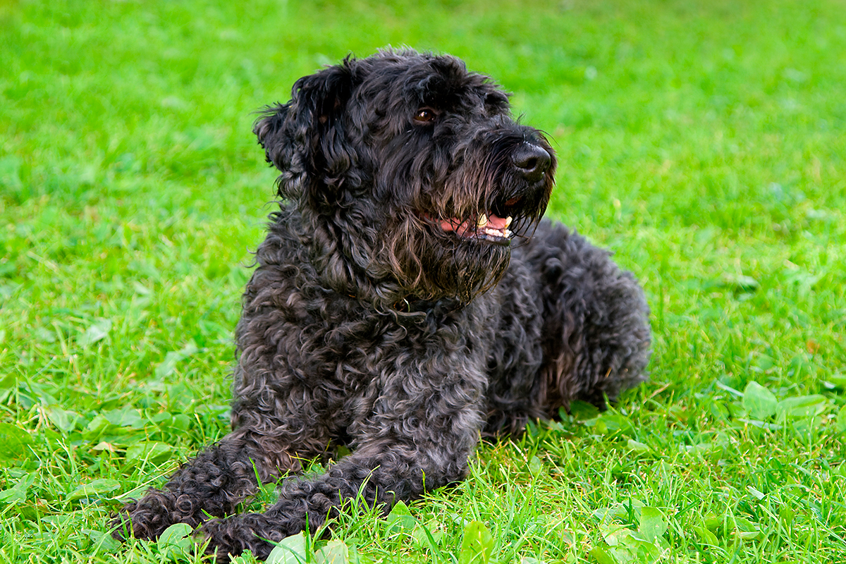 origen de la raza Kerry blue terrier origen de la raza Kerry blue terrier