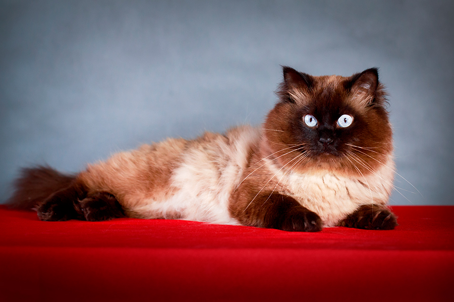 Colorpoint gato