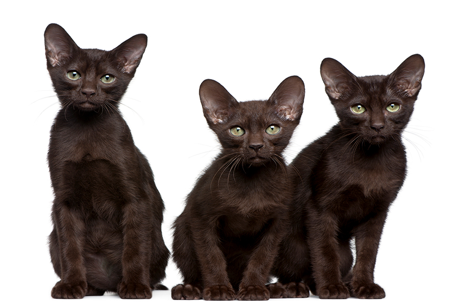 gatitos Habana Brown