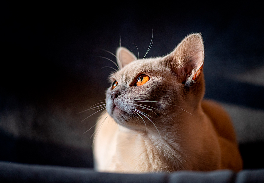 gato Burmés