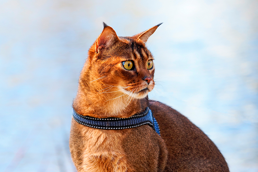 gato Caracat