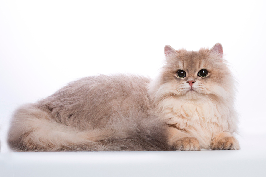 gato Chinchilla