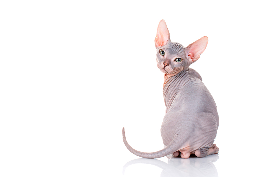 gato Minskin