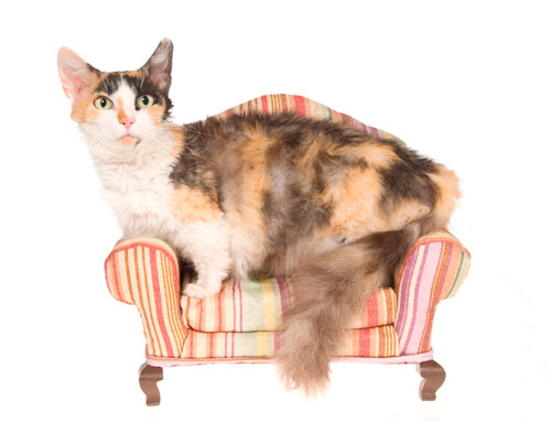 El gato Skookum