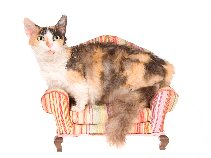 gato Skookum