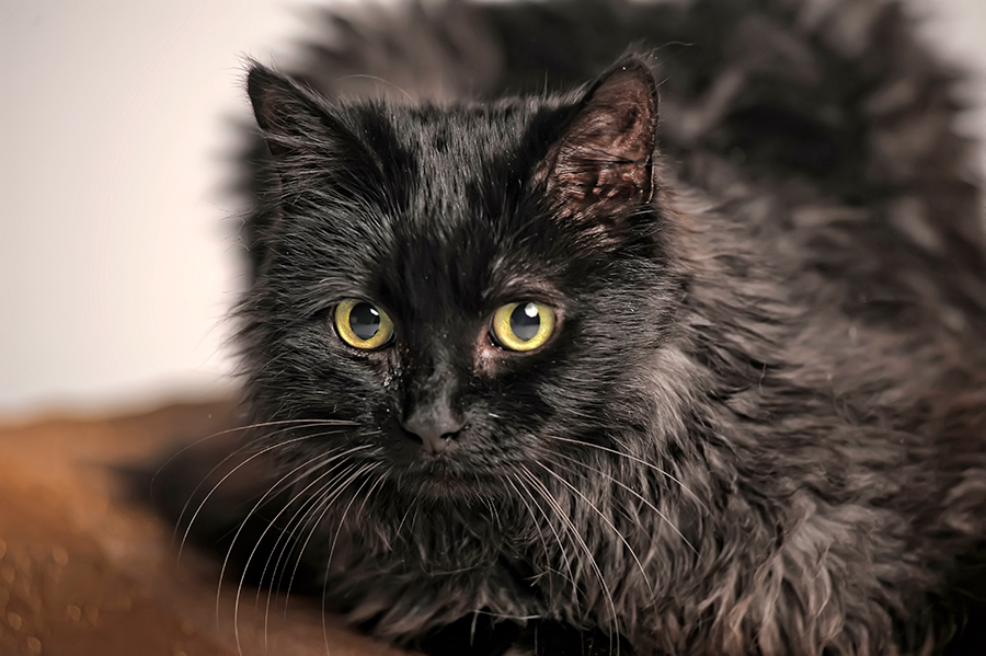 gato Tiffany