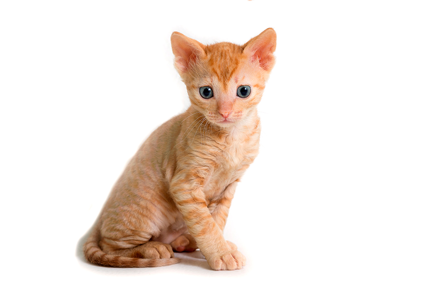 gato Ural Rex