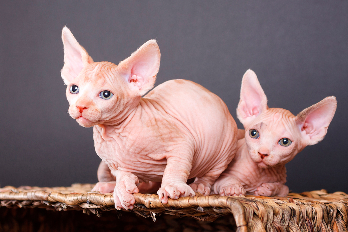 gato bambino