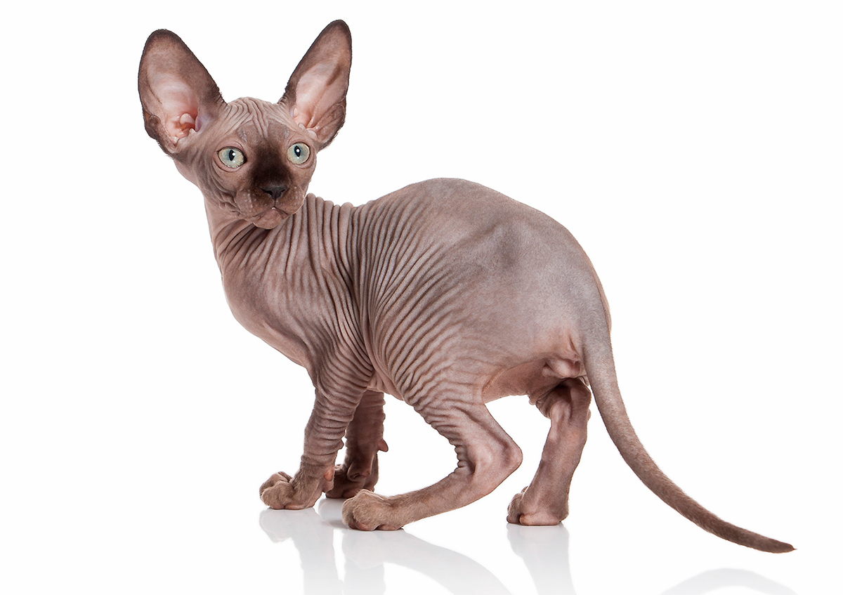 gato elfo