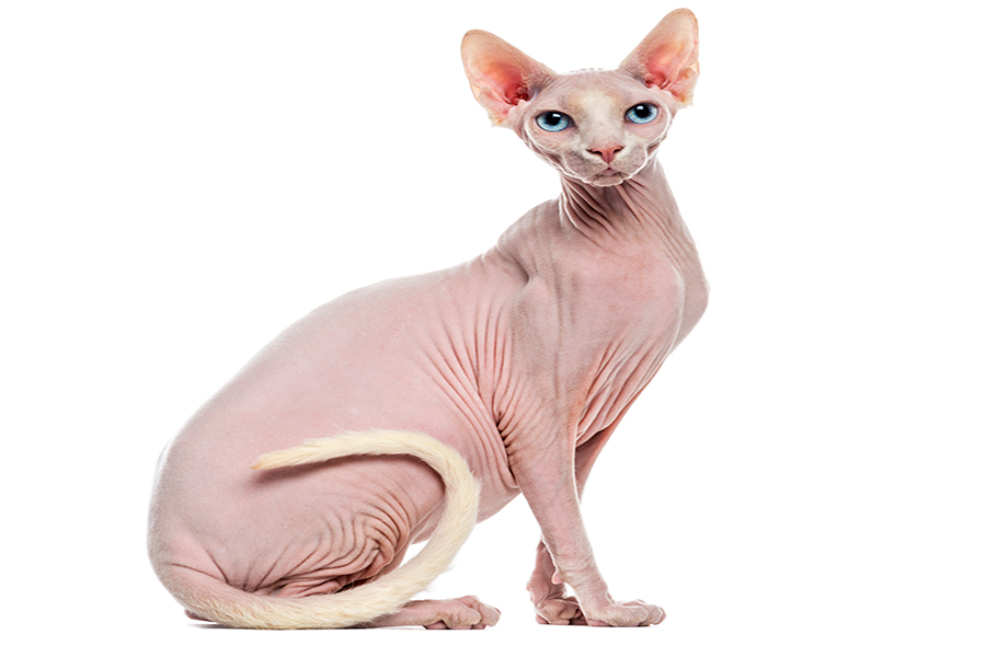 gato Kohana