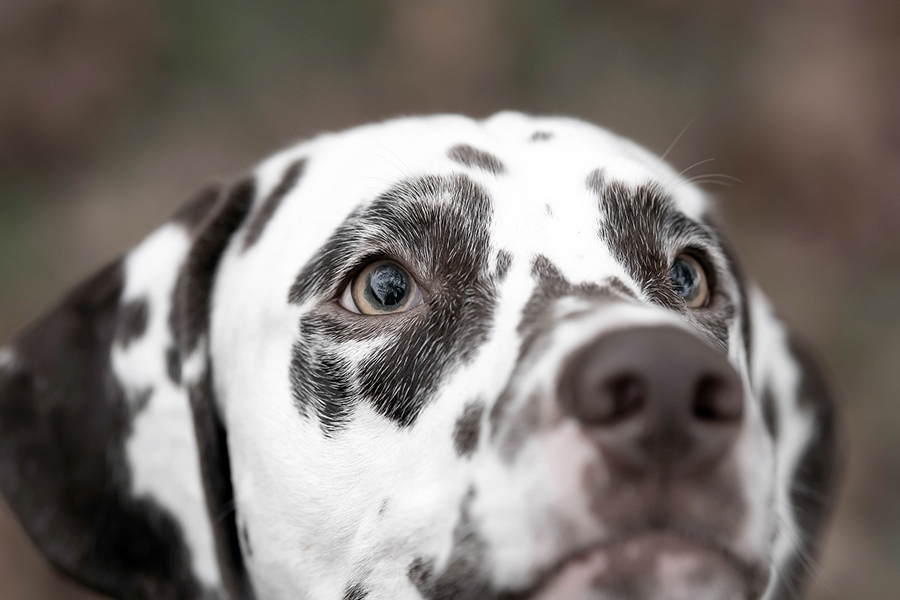 dalmata