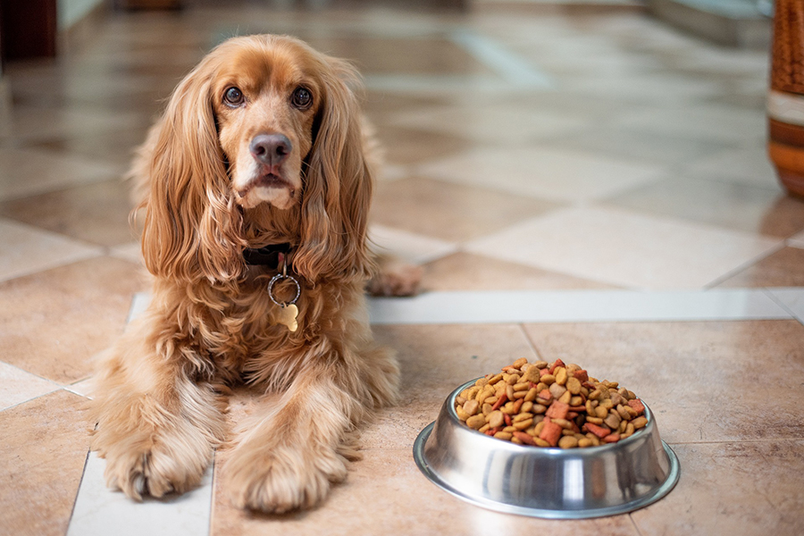 perro junto a comida