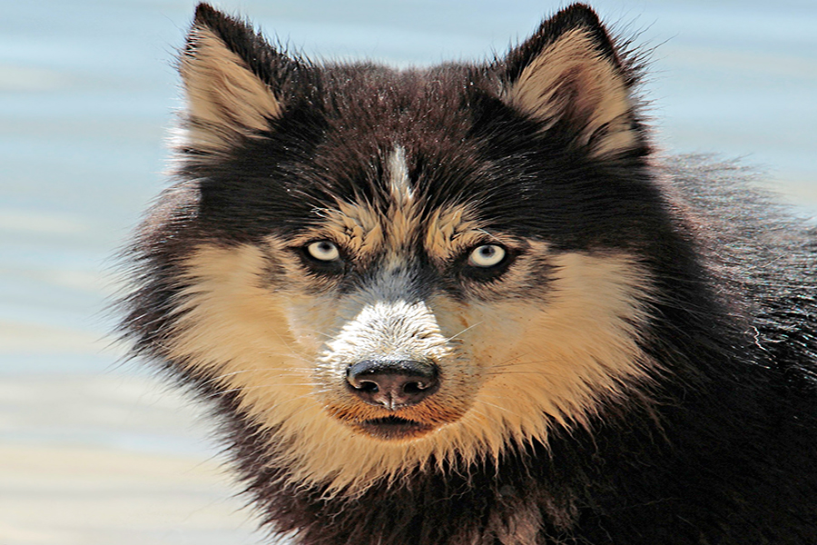 perro mojado