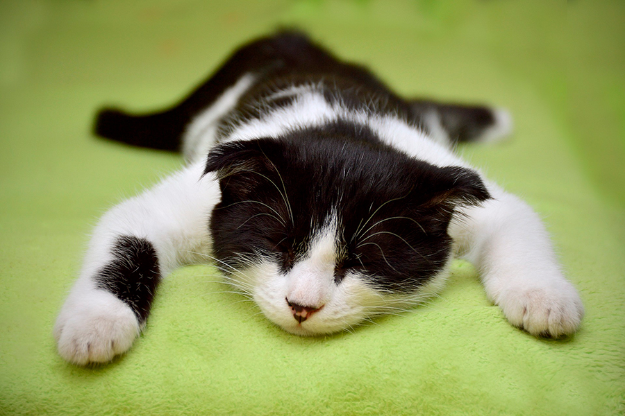 gato enfermo