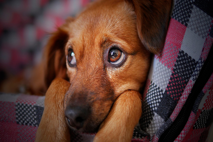 ojos de perro