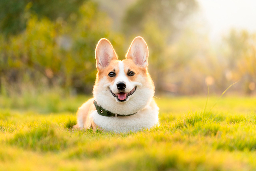 perro al sol