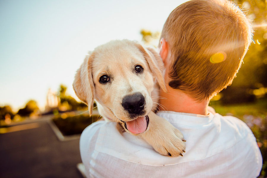 perro con hipo perro con hipo