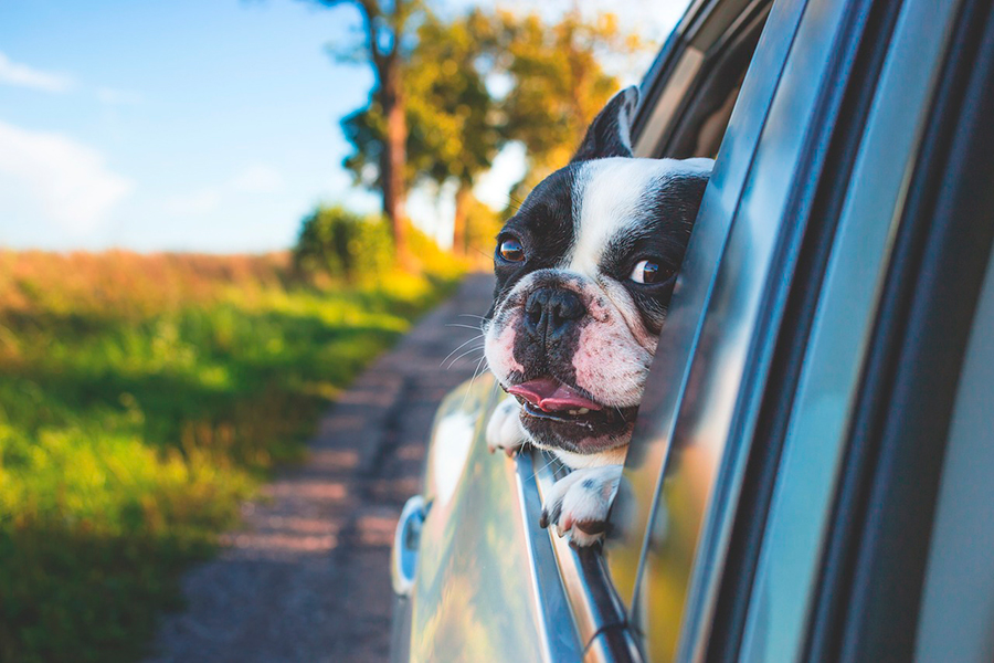 viajar con perro