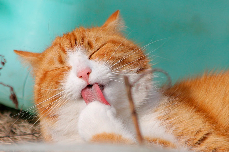 cuando bañar gato cuando bañar gato