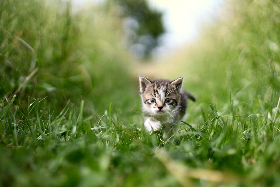 gato