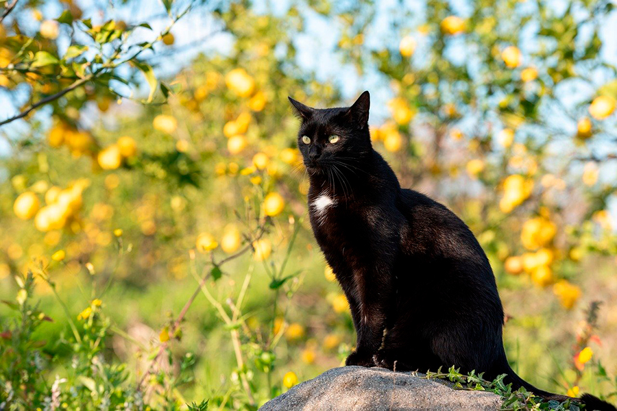 gato feral
