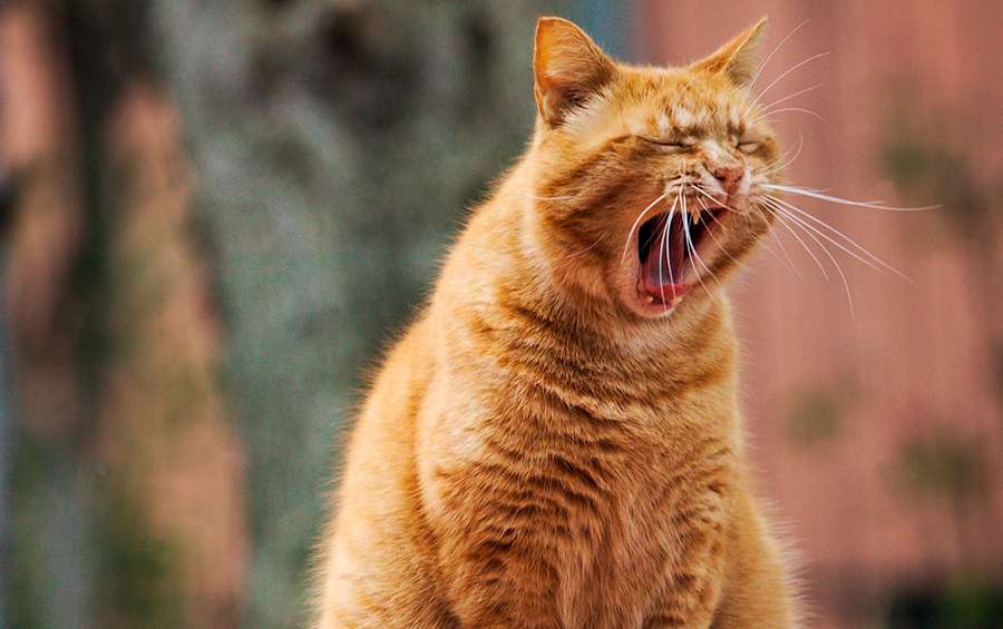 gato vomitando gato vomitando