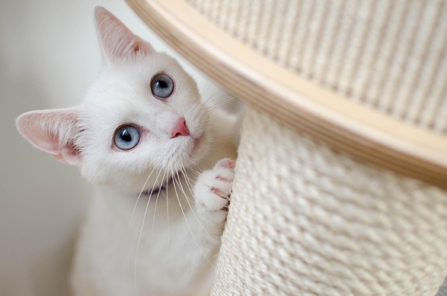 gato