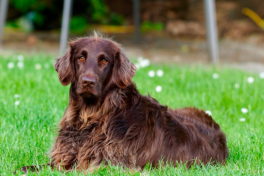 perro con insuficiencia renal