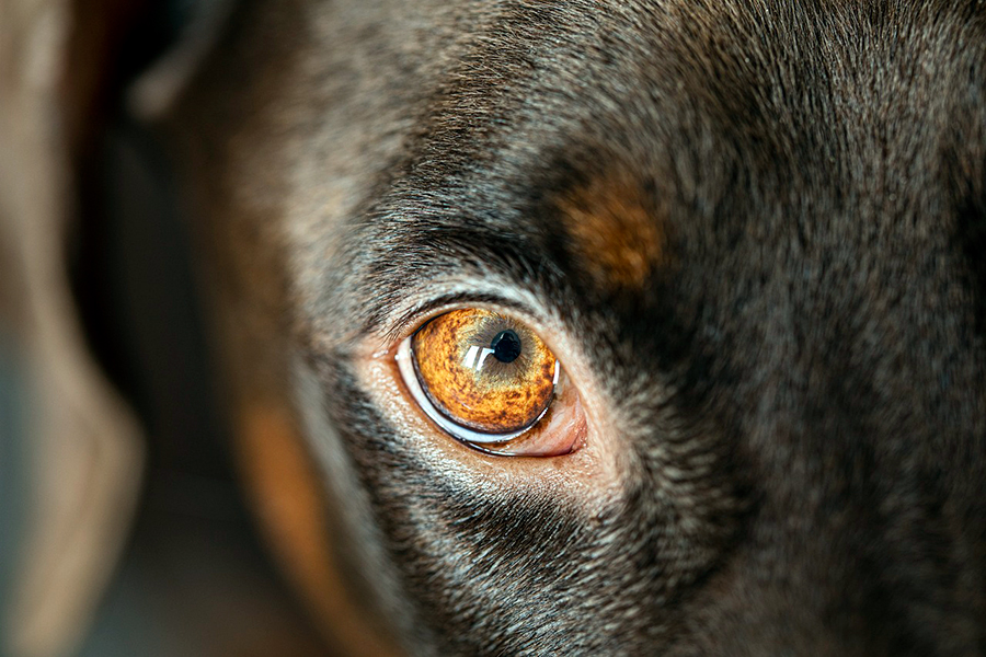 ojo de perro ojo de perro