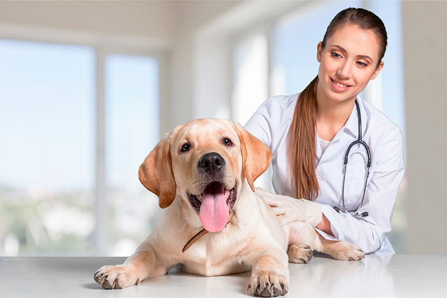 perro en consulta veterinaria para test de ibd