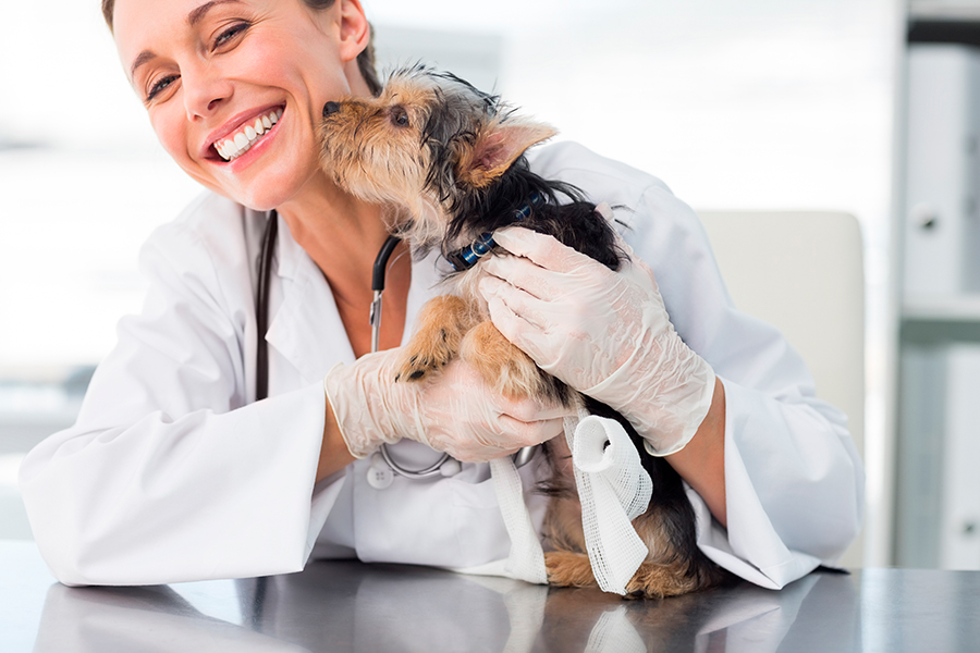 revisión veterinaria