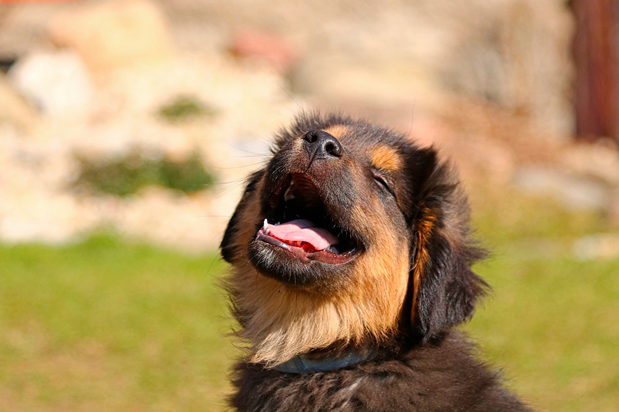 perro contento