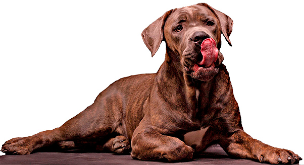 Comida para cães