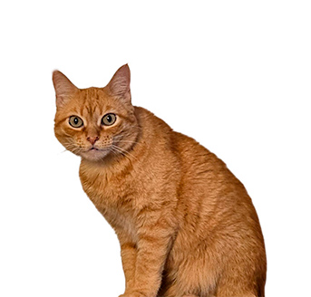Comida para gatos